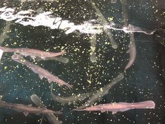 -鸿渡渔庄·特色鸭咀鱼