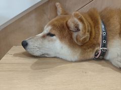 -是阿柴呀！柴犬咖啡·爱喵喵猫咖