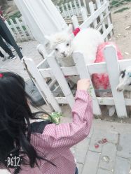 -上美四季动物农场