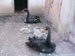 -青藏高原野生动物园