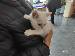 -芭比堂动物医院·CT·微创中心(新顺分院)