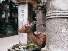 -奈良公园