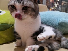-1013 PET SHOP精品宠物商店(丁香店)