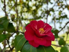 -金鸡湖桃花岛