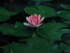 -花溪公园