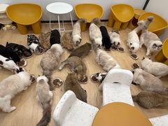 -有喵·猫咖·狗咖·30几只猫10只小狗(岗厦店)