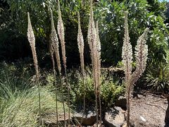 -墨尔本皇家植物园