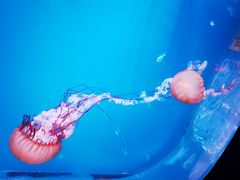 -大连老虎滩海洋公园