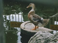 -龙华寺