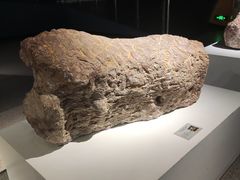 -辽宁古生物博物馆