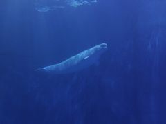 -多彩贵州城极地海洋世界