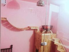 -70cat德文卷毛猫·缅因猫纯种猫舍