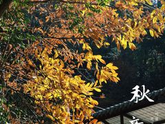 -罗田天堂寨风景区