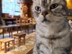 -猫猫幼稚园·撸猫·桌游·电玩