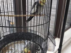 -上海崇明金茂凯悦酒店