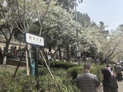 -武汉大学-樱园