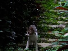 -燕晗山郊野公园