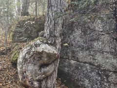 -汤旺河林海奇石景区