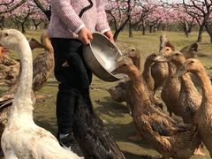 -樂桃源奉贤黄桃种植采摘基地