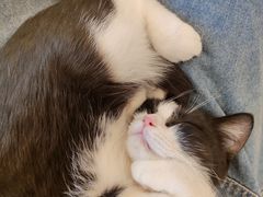 -有喵·猫咖·狗咖·30几只猫10只小狗(岗厦店)