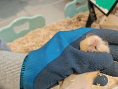 -怪兽屋·羊驼·猫咖·狗咖(俊华广场店)