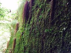 -祁门牯牛降观音堂风景区
