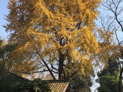 -查淑芳查渣面(崇州店)