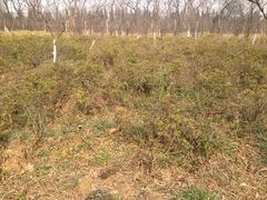 -蜀冈西峰生态公园