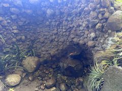 -墨尔本皇家植物园