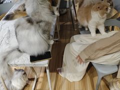 -听TA说宠咖·宠物生活馆(天韵水岸店)