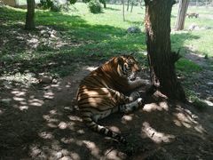 -西安秦岭野生动物园