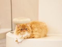 -More Fun猫咖 二十只万元加菲主题