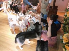 -Husky Go! 哈士奇体验馆·宠物咖啡厅狗咖