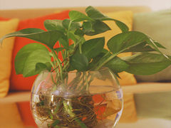 IMGP0800-苏州茉莉花酒店