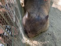 -费瑟代尔野生动物园