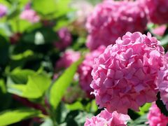 -上海共青森林公园