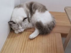 -李小姐の猫咖啡馆(五角场店)