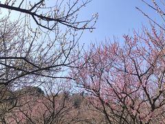 -香雪海