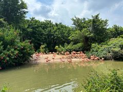 -广州长隆飞鸟乐园