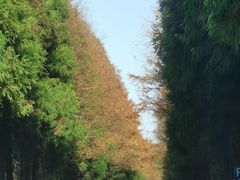 -山王坪喀斯特国家生态公园