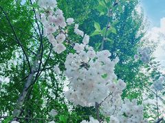 -长白岛森林公园