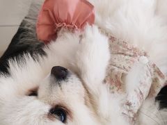 -怪兽屋·羊驼·猫咖·狗咖(俊华广场店)