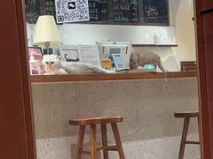 -有猫主题·治愈系猫咖(曾厝垵店)