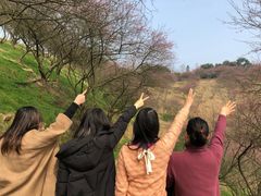 -新建村梅花