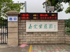 -嘉定紫藤园