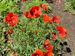 -国家植物园南园