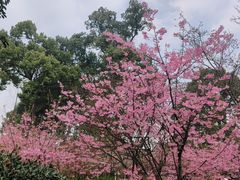 -南山植物园