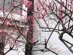 -苏州吴宫泛太平洋酒店