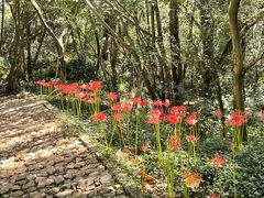 -上海佘山国家森林公园天马山园