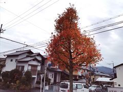 -醍醐寺